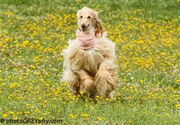 Afghan Hound